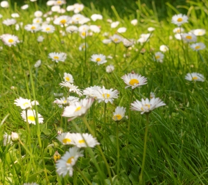 Wiese mit Gnseblmchen