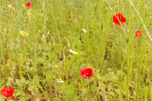 Wiese mit Mohnblume und Kamille