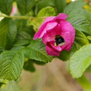 Kartoffelrose mit Hummel