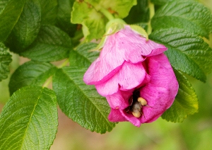 Kartoffelrose mit Hummel